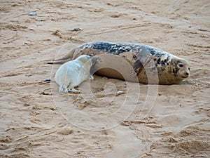 Suckling grey seal pup with its mother photo